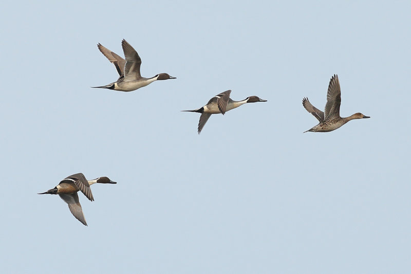 Northern Pintail (Anas acuta)