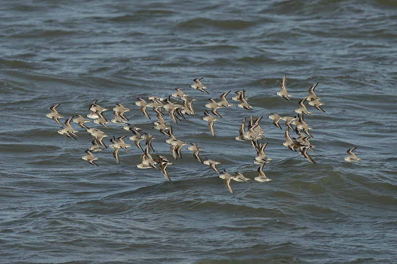 Sanderling (Calidris alba)