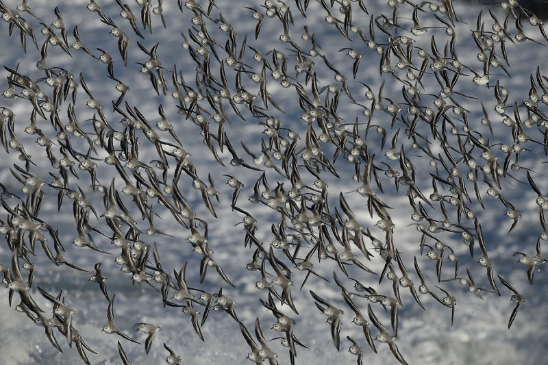 Sanderling (Calidris alba)