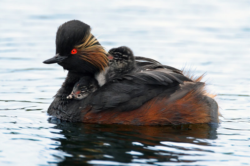 Black-necked Grebe (Podiceps nigricollis)