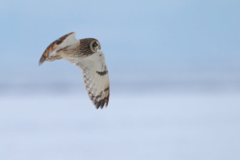 Short-eared Owl (Asio flammeus)