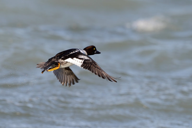 Common Goldeneye (Bucephala clangula)