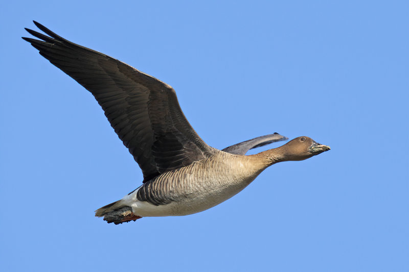 Bean Goose (Anser fabalis)