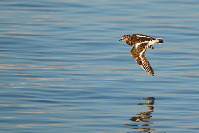 Ruddy Turnstone (Arenaria interpres)