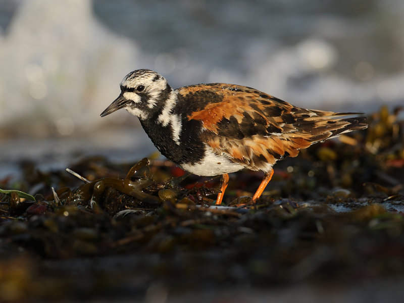 Ruddy Turnstone (Arenaria interpres)