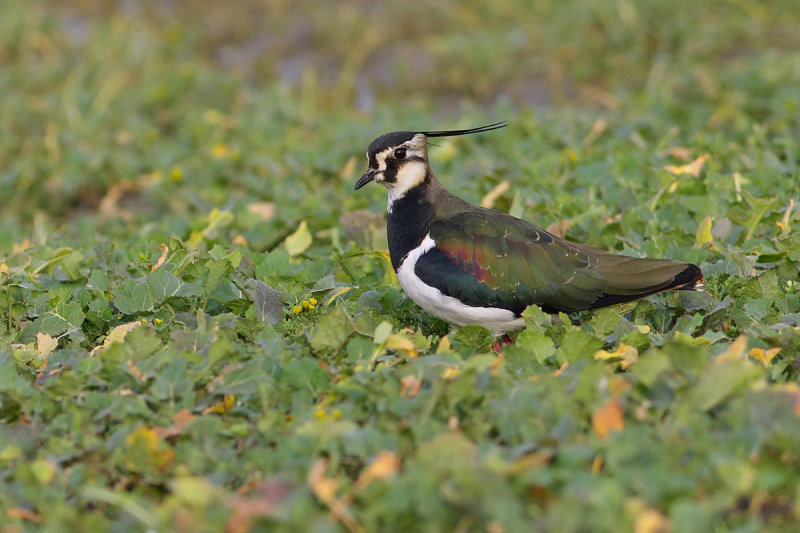 Northern Lapwing (Vanellus vanellus)