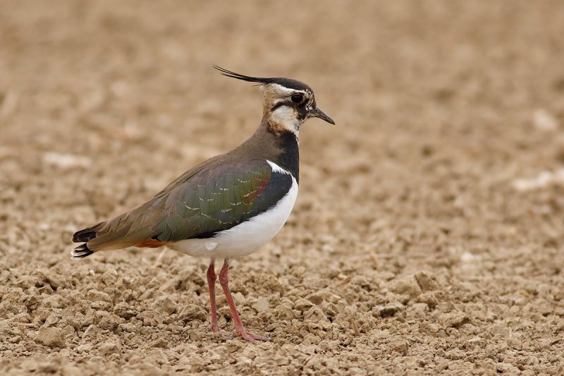 Northern Lapwing (Vanellus vanellus)