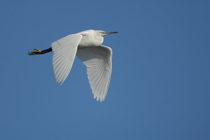 Little Egret (Egretta garzetta)
