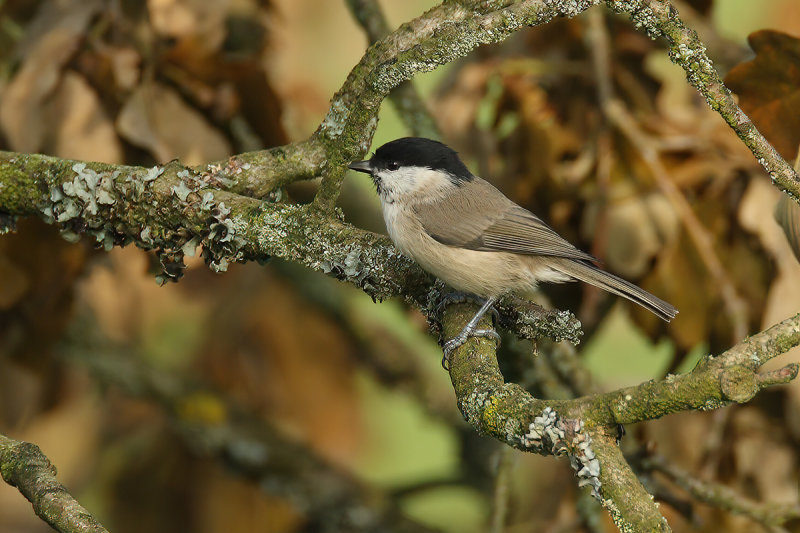 Marsh tit (Poecile palustris)
