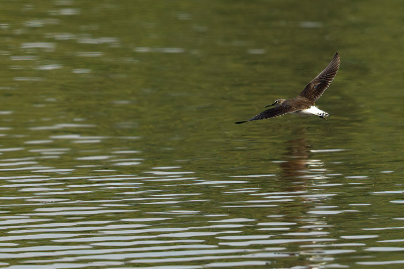 Green Sandpiper (Tringa ochropus) 