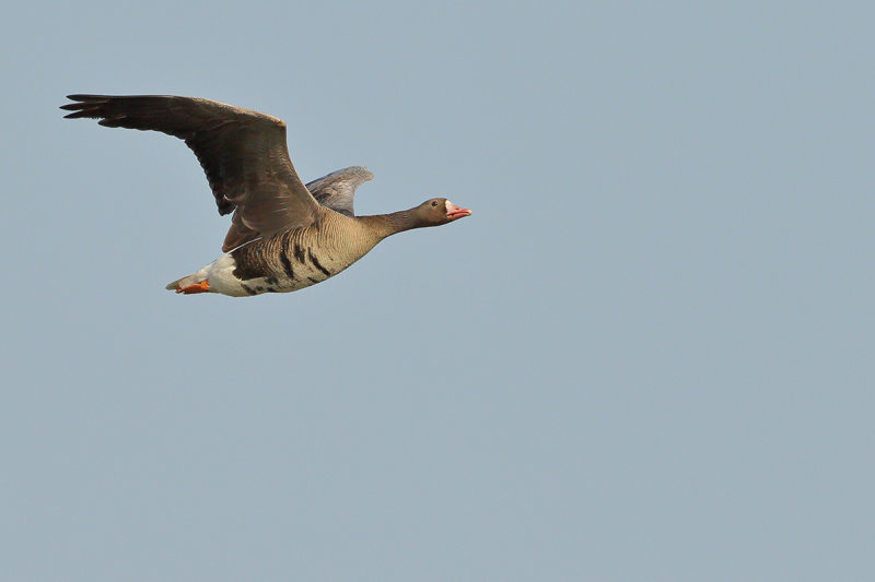 Greater white-fronted goose (Anser albifrons)
