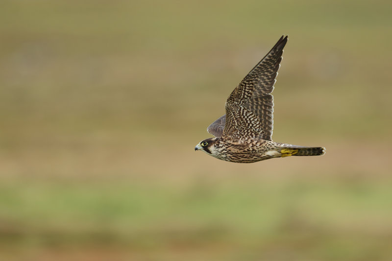 Peregrine Falcon (Falco peregrinus)