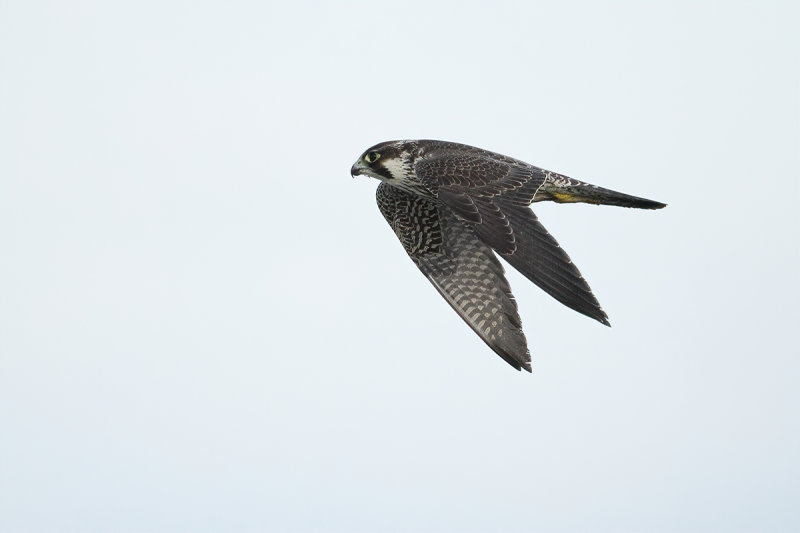 Peregrine Falcon (Falco peregrinus)