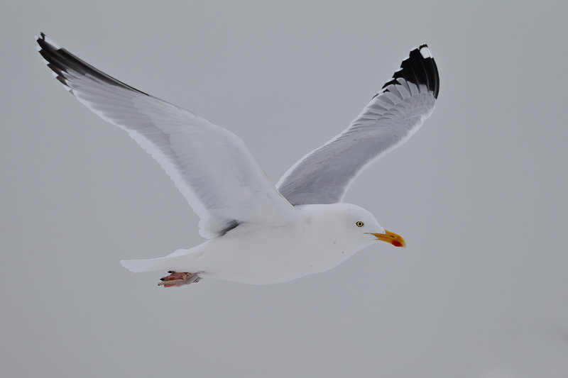 Herring Gull (Larus argentatus ssp. argenteus)