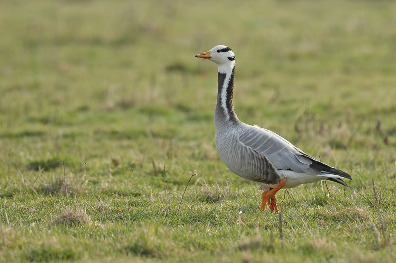 Bar-headed Goose (Anser indicus) 