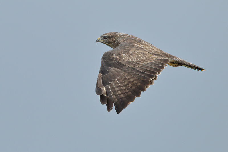 Common Buzzard (Buteo buteo)