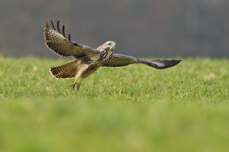 Common Buzzard (Buteo buteo) 