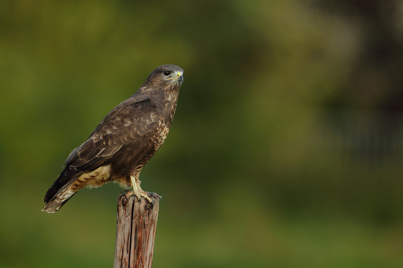 Common Buzzard (Buteo buteo) 