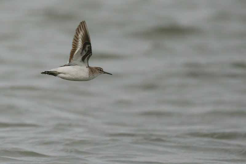 Common Sandpiper (Actitis hypoleucos)