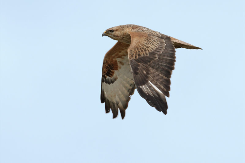 Long-legged Buzzard (Buteo rufinus)