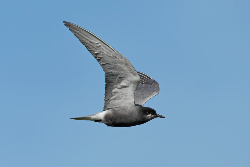 Black Tern (Chlidonias niger)