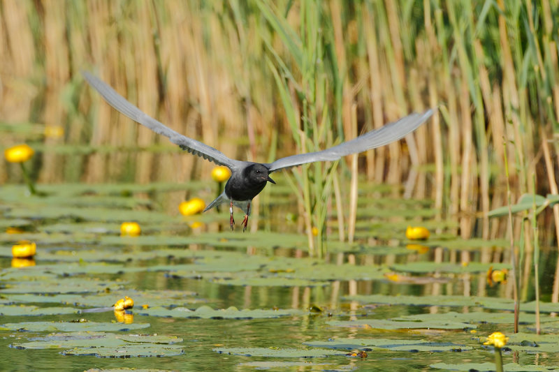 Black Tern (Chlidonias niger)