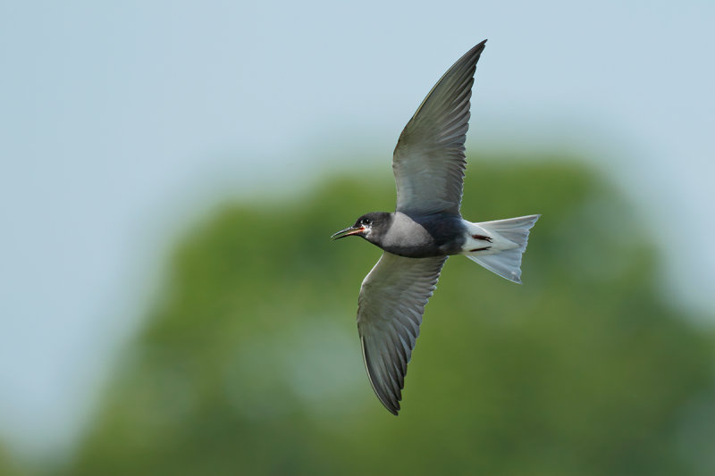 Black Tern (Chlidonias niger)