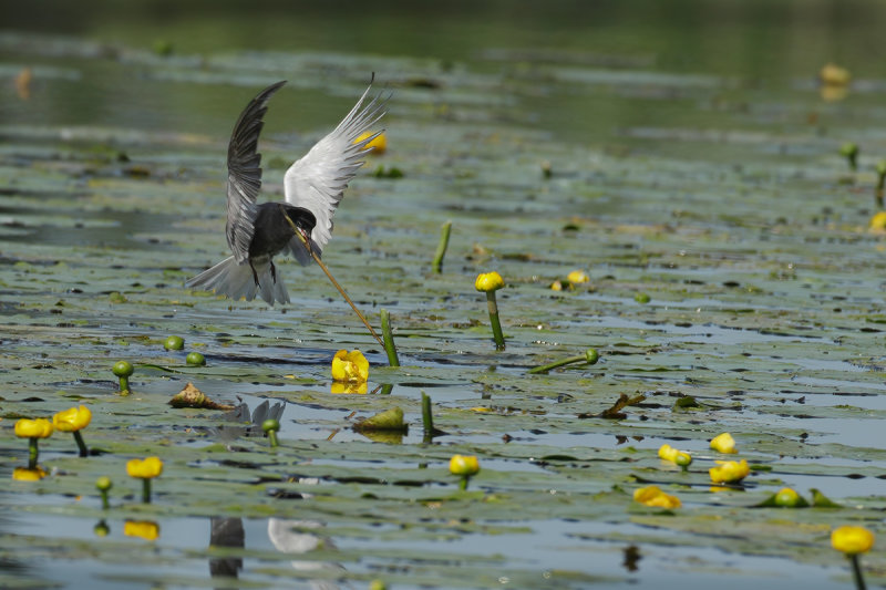 Black Tern (Chlidonias niger)
