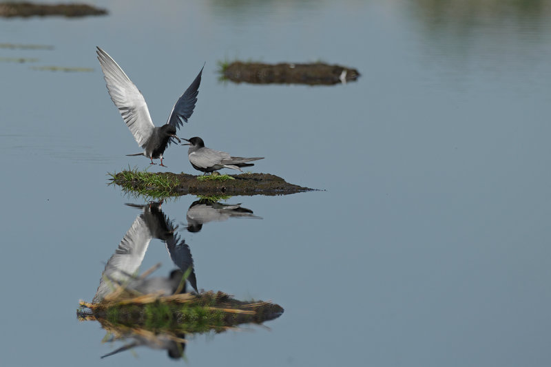 Black Tern (Chlidonias niger)