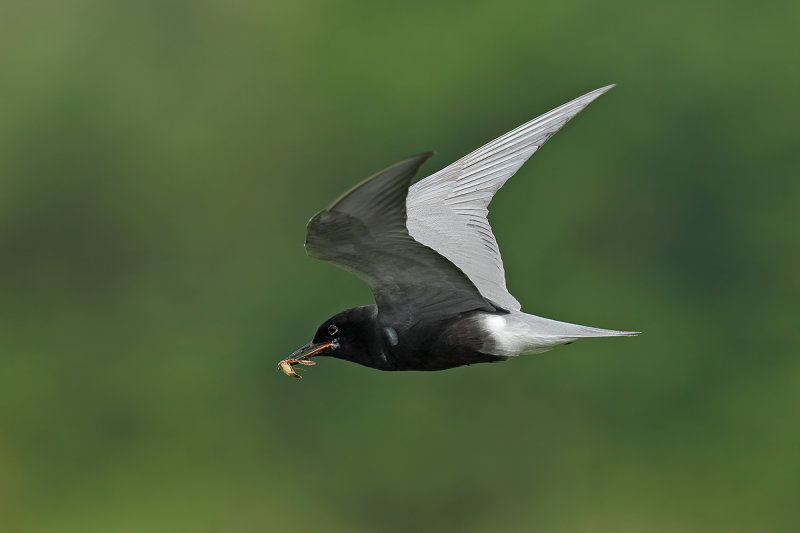 Black Tern (Chlidonias niger)