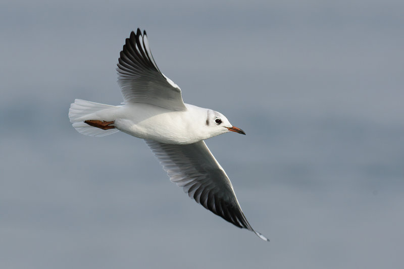 Black-headed Gull (Chroicocephalus ridibundus)