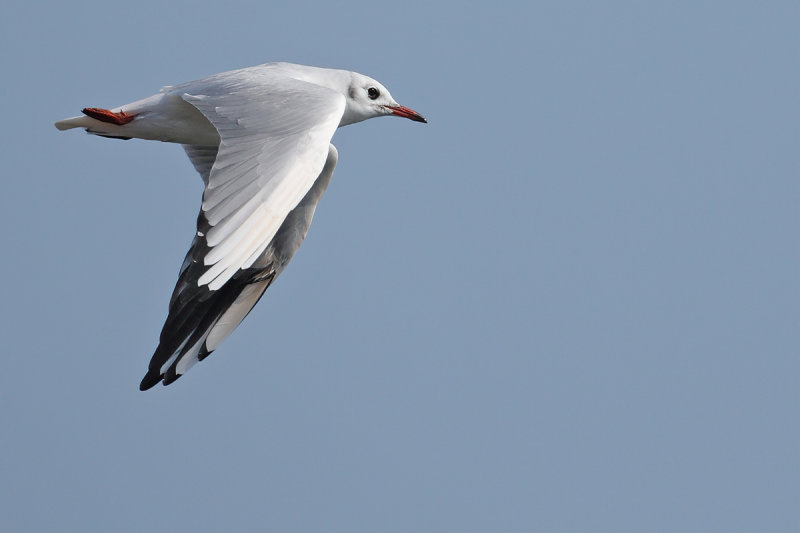 Black-headed Gull (Chroicocephalus ridibundus)
