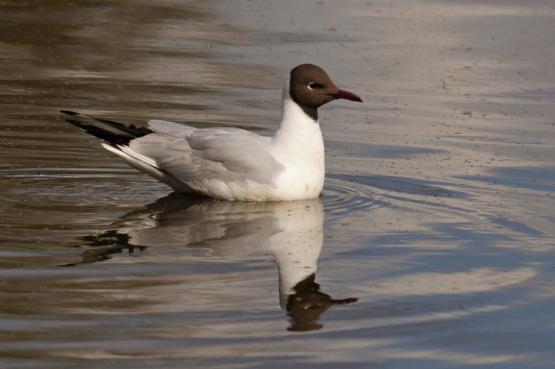 Black-headed Gull (Chroicocephalus ridibundus)