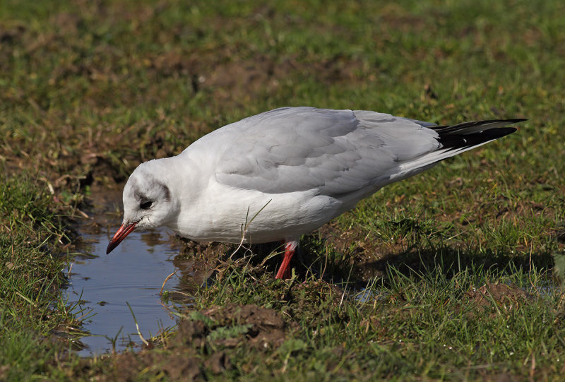 Black-headed Gull (Chroicocephalus ridibundus)