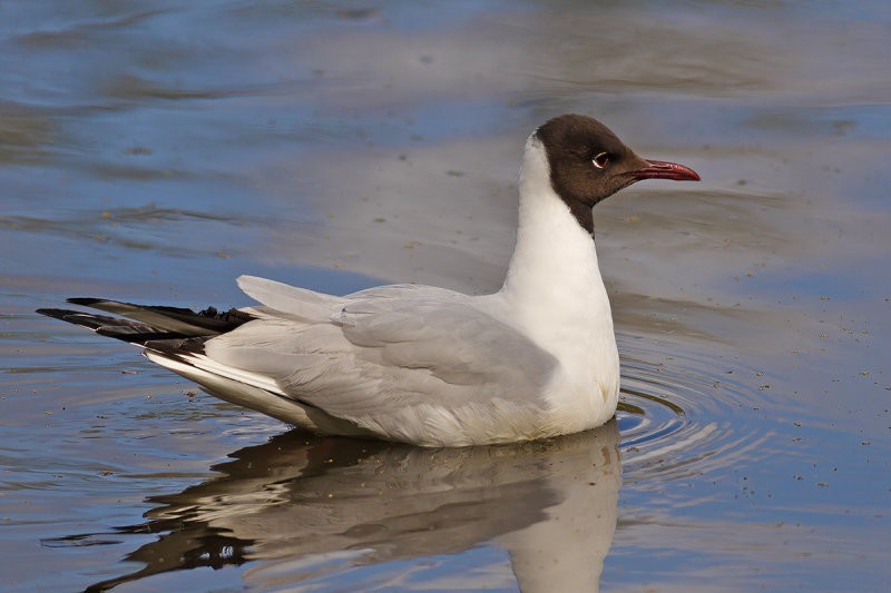 Black-headed Gull (Chroicocephalus ridibundus)