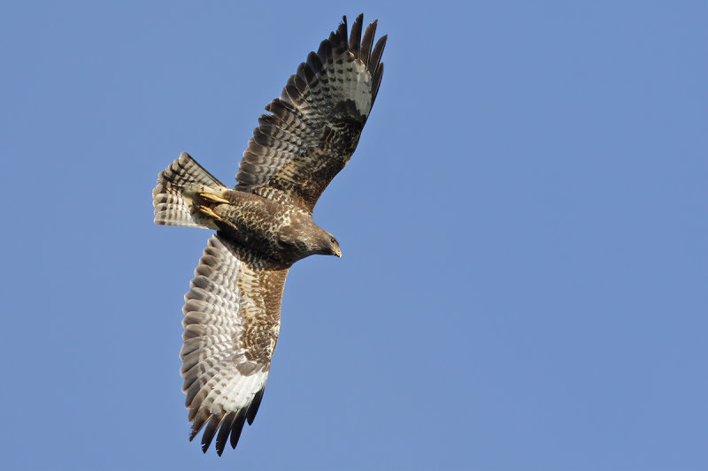 Common Buzzard (Buteo buteo) 