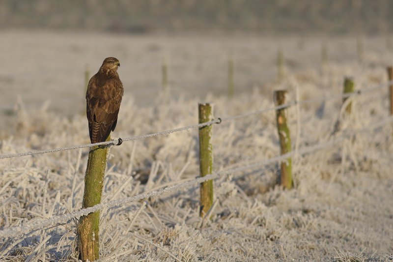 Common Buzzard (Buteo buteo) 