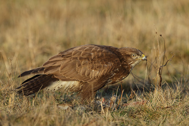 Common Buzzard (Buteo buteo) 