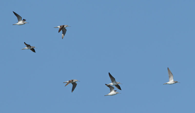 Common Greenshank (Tringa nebularia) 