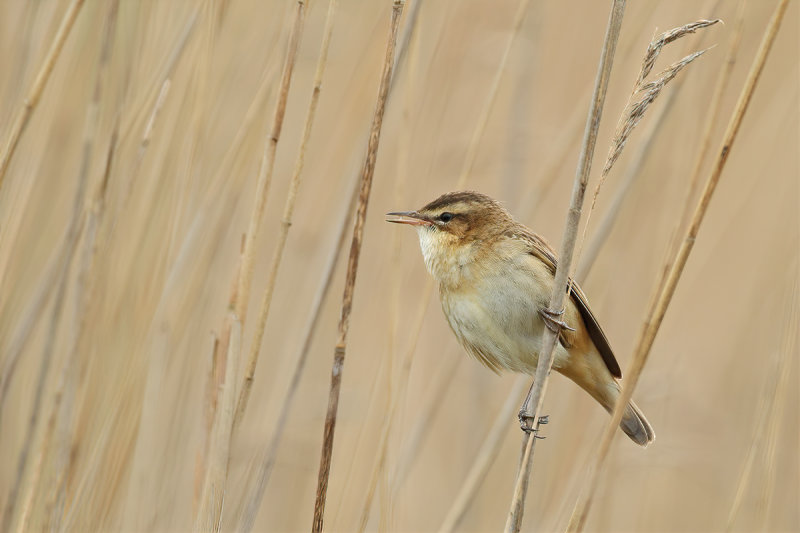 Sedge Warbler (Acrocephalus schoenobaenus)