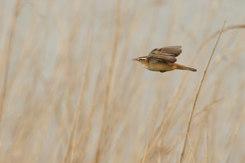 Sedge Warbler (Acrocephalus schoenobaenus)