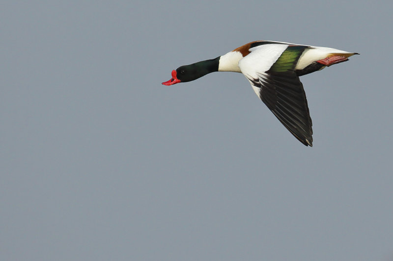 Common Shelduck (Tadorna tadorna)