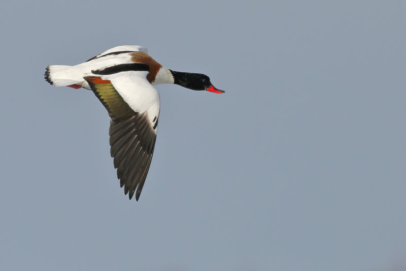 Common Shelduck (Tadorna tadorna)