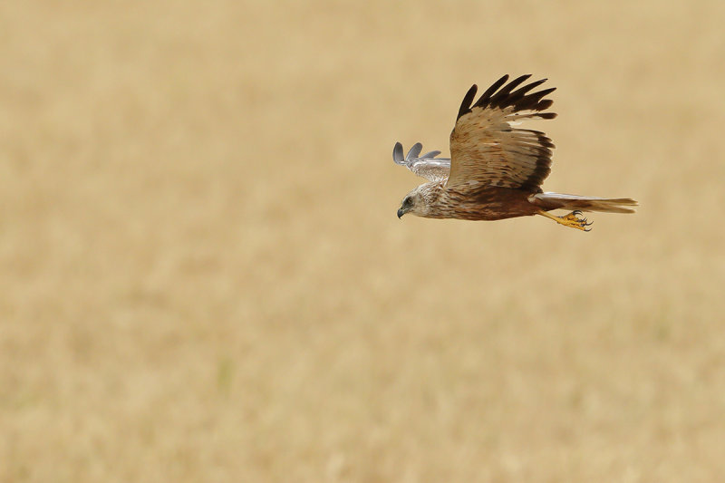 Western Marsh Harrier (Circus aeruginosus)