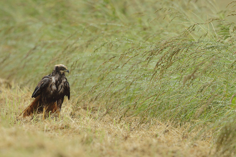 Western Marsh Harrier (Circus aeruginosus)