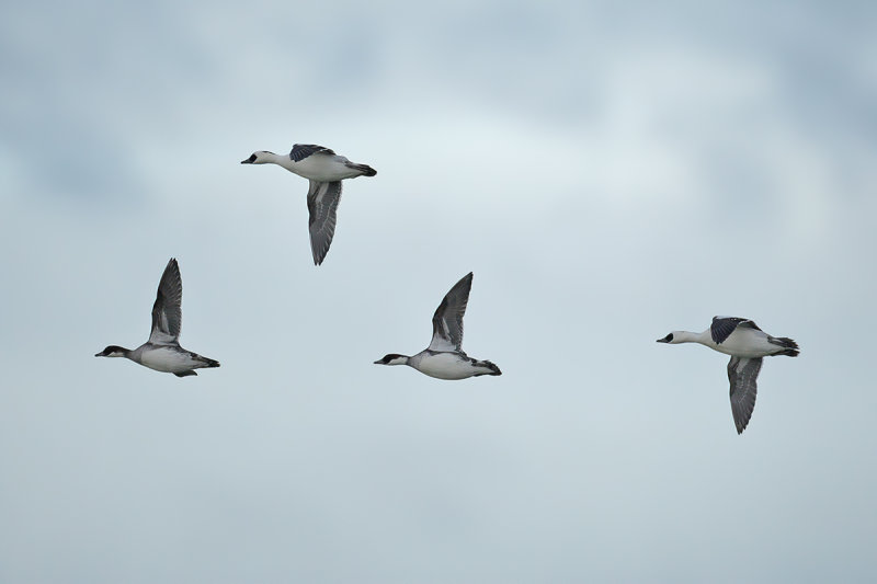 Smew (Mergellus albellus)