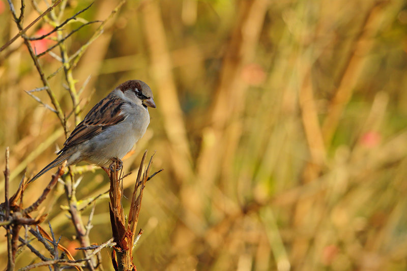 House Sparrow (Passer domesticus)