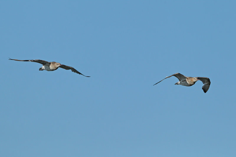 Curlew (Numenius arquata)