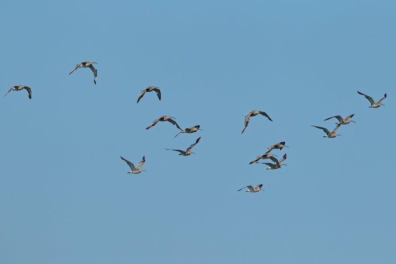 Curlew (Numenius arquata)