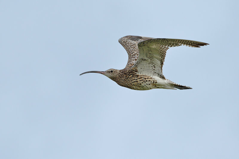 Curlew (Numenius arquata)